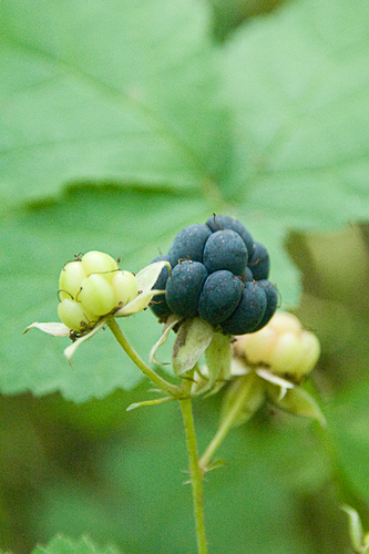 European dewberry