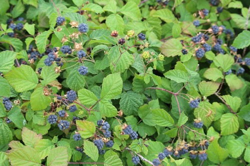 European dewberry
