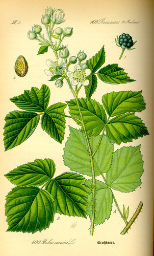 European dewberry