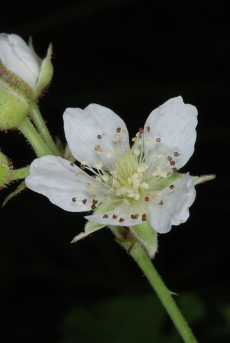 European dewberry