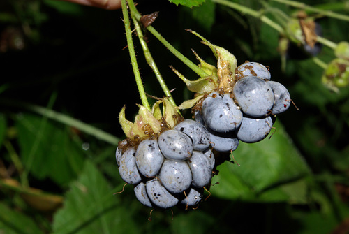 European dewberry
