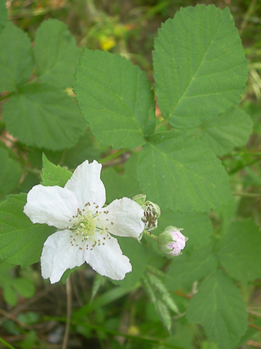 European dewberry