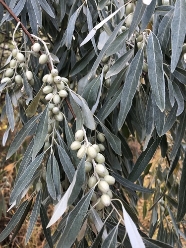 Russian olive