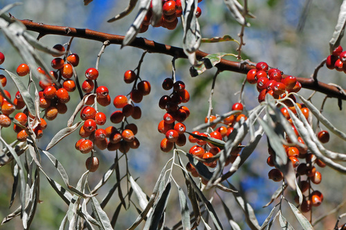 Russian olive