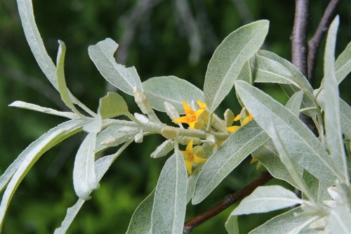 Russian olive