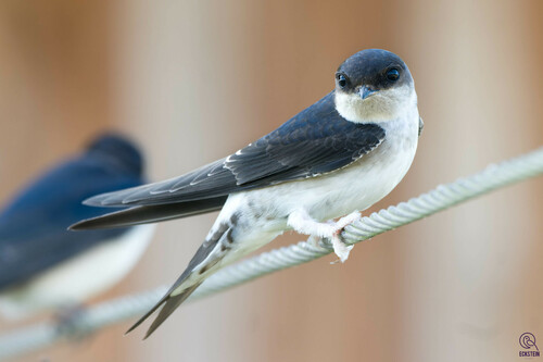 Western House Martin