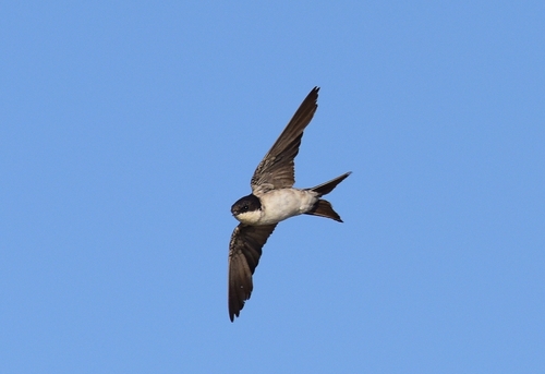 Western House Martin