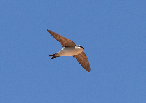 Western House Martin