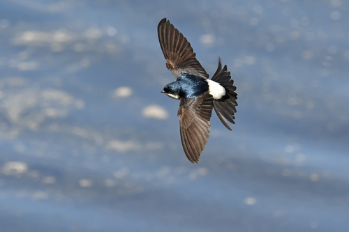 Western House Martin