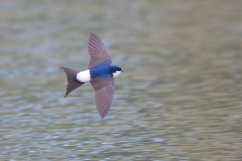 Western House Martin