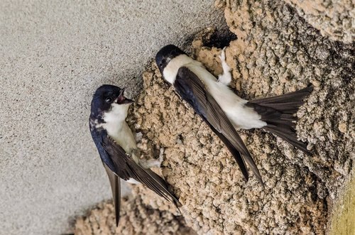 Western House Martin