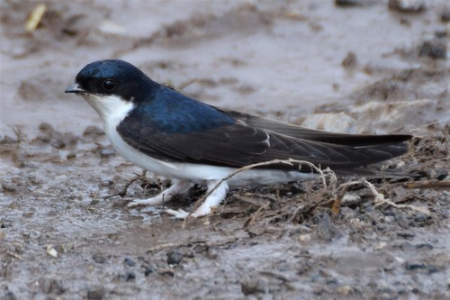 Western House Martin