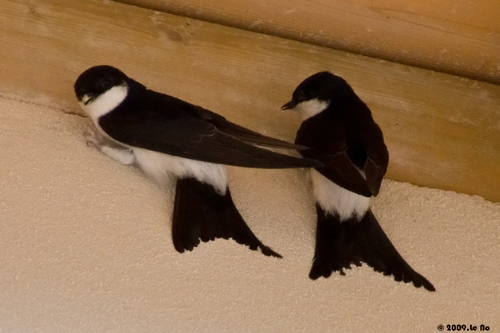 Western House Martin