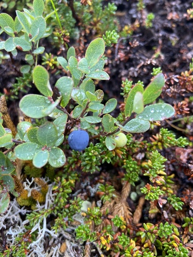 bog bilberry