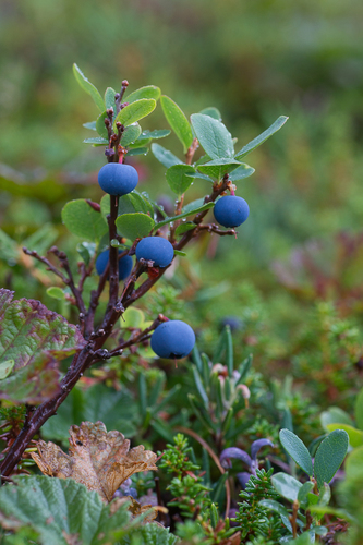 bog bilberry
