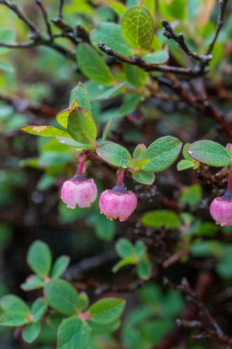 bog bilberry