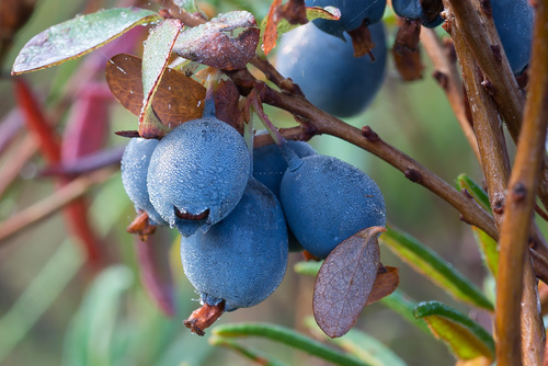 bog bilberry