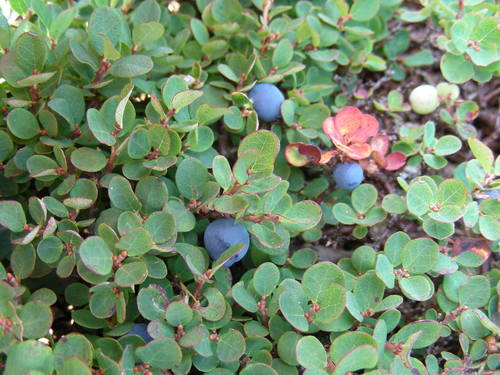 bog bilberry