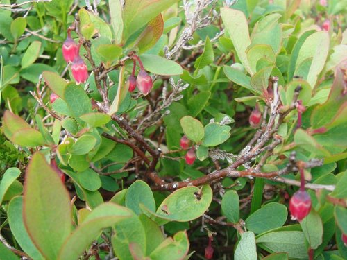 bog bilberry