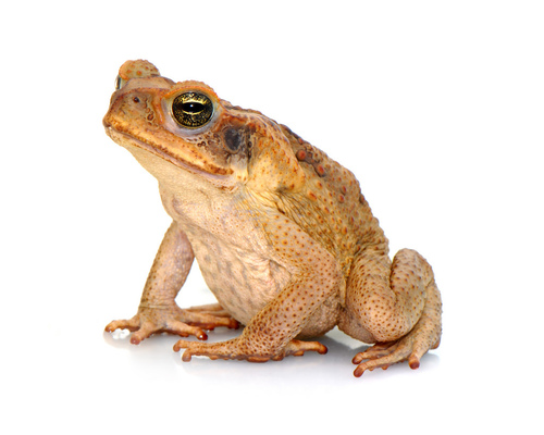 Beaked Toads