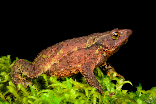 Daily challenge species