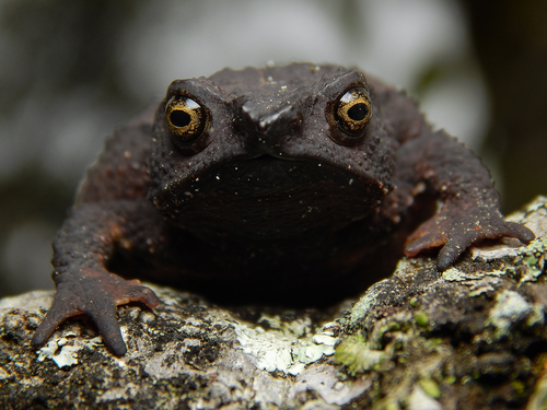 Beaked Toads