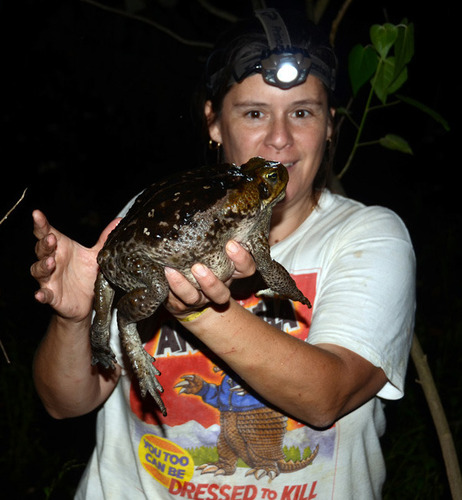 Beaked Toads