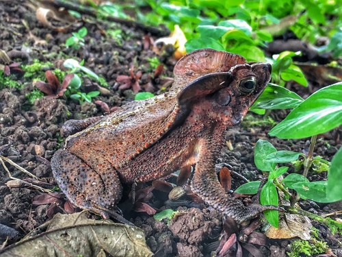 Beaked Toads