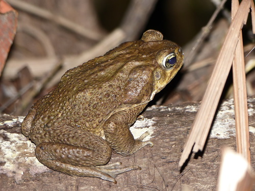Beaked Toads