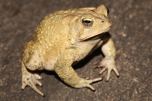 American Toad