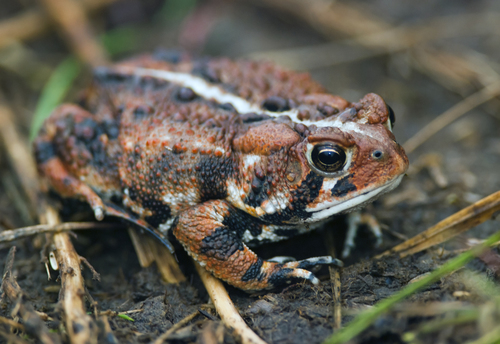 American Toad