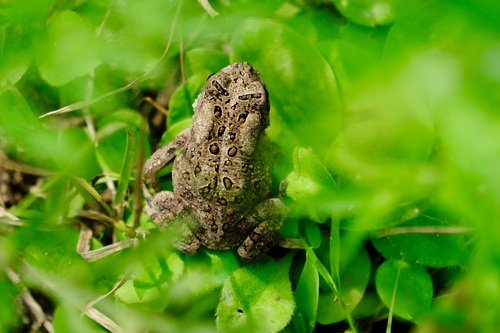 American Toad