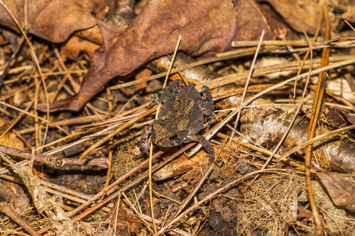 American Toad