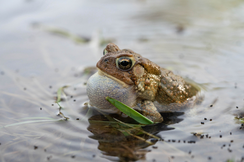 American Toad