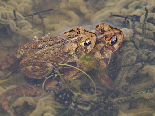 American Toad