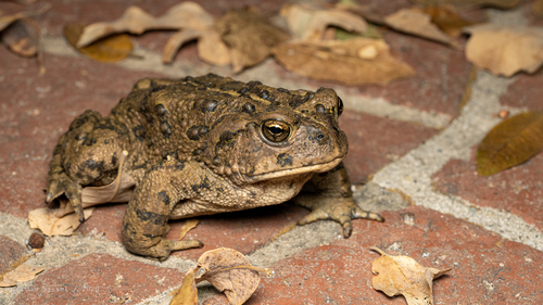 Western Toad