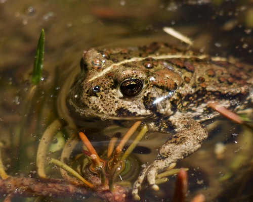 Western Toad
