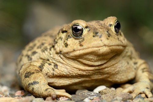 Western Toad