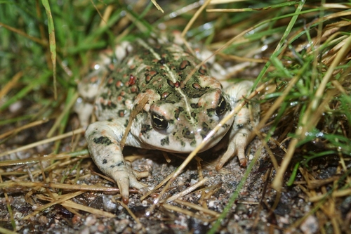 Western Toad