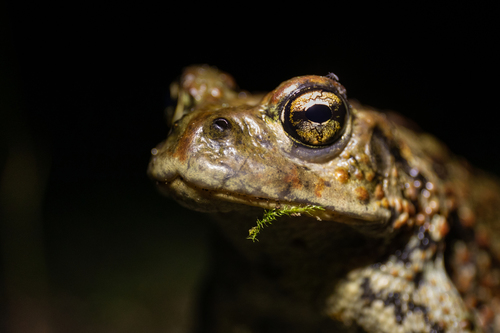 Western Toad