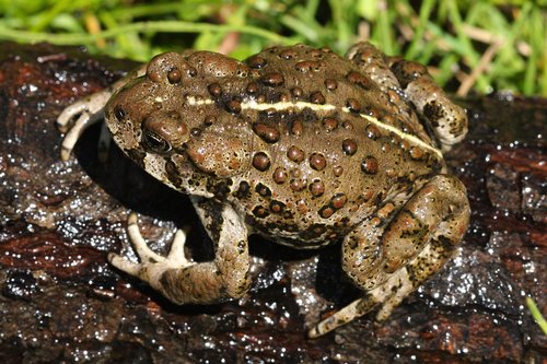 Western Toad