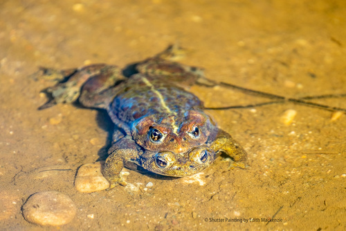 Western Toad