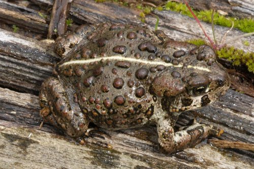 Western Toad