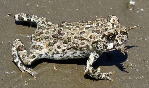 Western Toad
