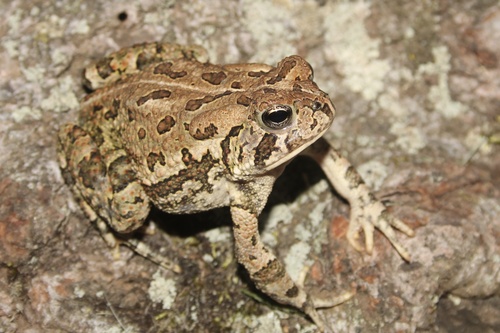 Fowler's Toad