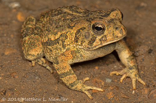 Fowler's Toad