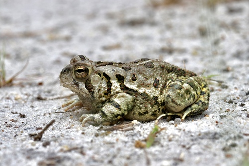 Fowler's Toad