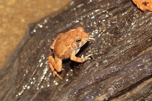 Fowler's Toad