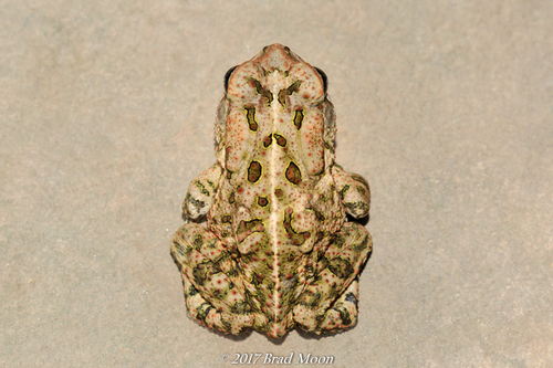 Fowler's Toad