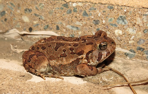 Fowler's Toad